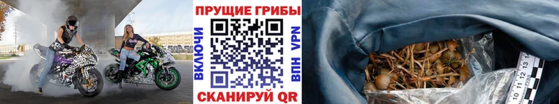 Псилоцибиновые грибы GOLDEN TEACHER  где продают   Харабали 